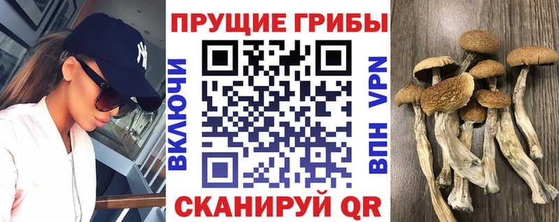 Псилоцибиновые грибы Psilocybe Серафимович